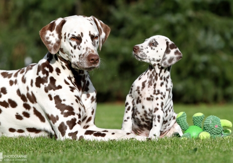 Hope’s Harmony vom Teutoburger Wald mit ihrer Tante Dalmatian Dream for ORMOND vom Teutoburger Wald