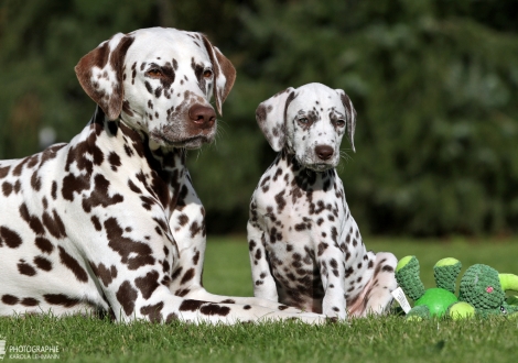 Hope’s Harmony vom Teutoburger Wald mit ihrer Tante Dalmatian Dream for ORMOND vom Teutoburger Wald