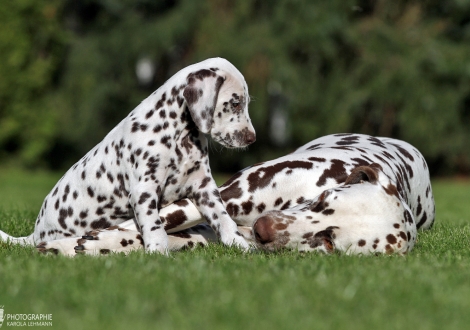 Hope’s Harmony vom Teutoburger Wald mit ihrer Tante Dalmatian Dream for ORMOND vom Teutoburger Wald