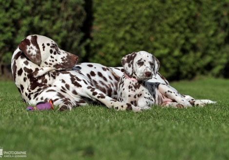 Honey Hills vom Teutoburger Wald mit ihrer Tante Dalmatian Dream for ORMOND vom Teutoburger Wald