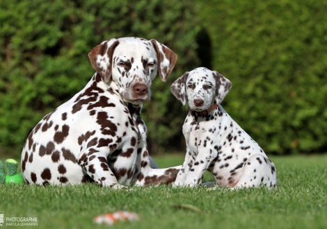 Heal my Heart vom Teutoburger Wald mit ihrer Tante Dalmatian Dream for ORMOND vom Teutoburger Wald