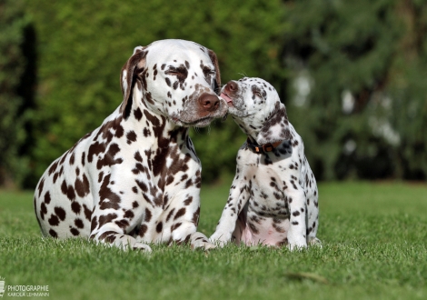 Heal my Heart vom Teutoburger Wald mit ihrer Tante Dalmatian Dream for ORMOND vom Teutoburger Wald