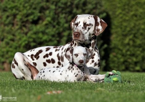 Healing Hands vom Teutoburger Wald mit ihrer Tante Dalmatian Dream for ORMOND vom Teutoburger Wald