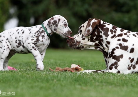 Hurricane Heart vom Teutoburger Wald mit seiner Tante Dalmatian Dream for ORMOND vom Teutoburger Wald