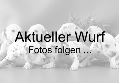 Fotos folgen ...