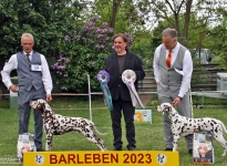 CAC Rassehunde-Spezial-Ausstellung Barleben (DE) BEST OF BREED – Deutscher Champion Fantastic Four vom Teutoburger Wald 