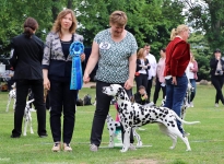 DZGD Pfingstfestival Krosigk 1. Tag (DE) Vorzüglich Platz 1 – Precious Picasso vom Teutoburger Wald 