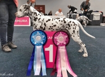 VDH Europasieger Ausstellung Dortmund (DE) Best of Breed | VDH Europa-Veteranensieger 2019 - Int.Ch Triple X vom Teutoburger Wald