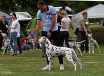 DZGD Pfingstfestival Krosigk 3. Tag (DE) Occupied Oscar vom Teutoburger Wald (11 Monate) - Vorzüglich Platz 2, JCAC res. -