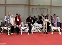 CAC Gemeinschafts Rassehundeausstellung Magdeburg (DE)