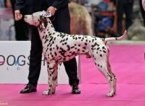 CACIB Nitradog 2019 (SK) Bester Rüde - Butter Biscuit vom Teutoburger Wald