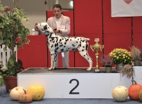 ÖKV Bundessieger Ausstellung Tulln (A) ÖKV Bundessieger 2022 – Best of Breed – Best in Group 2 – Internationaler und Multi Champion Canadian Club vom Teutoburger Wald 