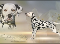 Präsentation unserer Zuchthündin Lily - Neverfading Nightlily vom Teutoburger Wald