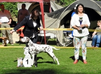 CAC Spezial Rassehundeausstellung Bochum (DE)