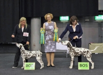 CACIB Internationale Ausstellung Erfurt (DE)