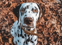 Sky sucht ein neues Für-Immer-Zuhause - Egyptian Empire vom Teutoburger Wald, 8,5 Jahre