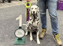 CACIB Internationale Ausstellung Offenburg (DE) BESTER VETERAN – Flame of Fame vom Teutoburger 