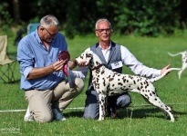 DZGD Felde Sieger Ausstellung Riede 2026 - BEST OF BREED JUNIOR - Deutscher Jugendchampion Timeless Twilight vom Teutoburger Wald DZGD Felde Sieger Ausstellung Riede 2026 - BEST OF BREED JUNIOR - Deutscher Jugendchampion Timeless Twilight vom Teutoburger Wald