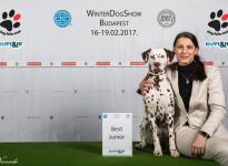 3 x CACIB Winter Dog Show Budapest & Clubshow (HU)