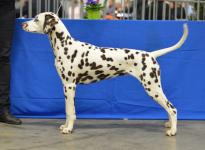 CACIB Schaal der Kempen Show - Weelde (BE)