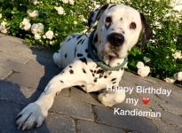 "Kandieman" feiert seinen 14. Geburtstag