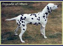 Organdie of Olbero
