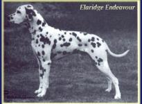 Elaridge Endeavour