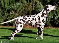 Meet Me vom Teutoburger Wald (3,5 Jahre)