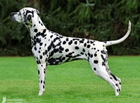 Now or Never vom Teutoburger Wald (3 Jahre)