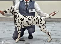 Timeless Twilight vom Teutoburger Wald (7 Monate alt)