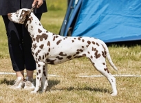 Quiet Que vom Teutoburger Wald (1,5 Jahre alt)