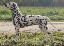 Quilty Quill vom Teutoburger Wald (7 Monate alt)