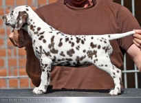 Red Ruby vom Teutoburger Wald (8 Wochen alt)