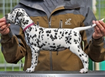 Paradise Princess vom Teutoburger Wald (7 Wochen alt)