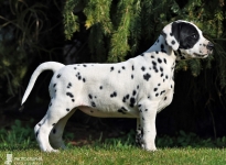 Soft Symphonie vom Teutoburger Wald (7 Wochen alt)