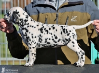 Sweet Sunshine vom Teutoburger Wald (7 Wochen alt)