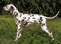 Agatha vom Heidefeld