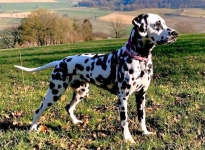 Emely aus dem Grubetal Emely aus dem Grubetal