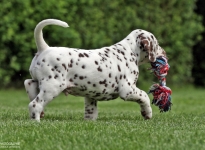 Kape Kanaveral vom Teutoburger Wald (6. Woche)