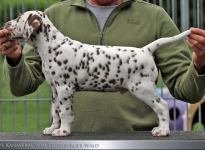 Kape Kanaveral vom Teutoburger Wald (7. Woche)