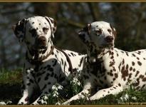 Unser Brautpaar Christi ORMOND Exquisite Selection und Latoya vom Teutoburger Wald auf unserer Hochzeitsreise in Hamburg