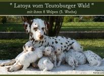 Latoya vom Teutoburger Wald mit ihren 8 Welpen (3.Woche)