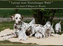 Latoya vom Teutoburger Wald mit ihren 8 Welpen (4. Woche)