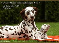 Quality Queen vom Teutoburger Wald mit Ihrem Sohn V1