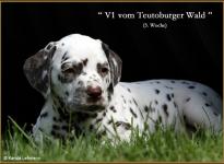 V1 vom Teutoburger Wald (5 Wochen alt)