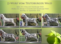 JJ-Wurf vom Teutoburger Wald - Standfotos 7 Wochen alt