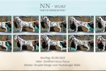 NN - Wurf vom Teutoburger Wald - Standfotos