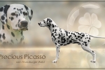 Deckung Precious Picasso vom Teutoburger Wald Deckung Precious Picasso vom Teutoburger Wald