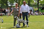 DZGD Vereinssieger Ausstellung 2026 - DZGD Vereinsieger 2026 – Deutscher Champion Precious Picasso vom Teutoburger Wald DZGD Vereinssieger Ausstellung 2026 - DZGD Vereinsieger 2026 – Deutscher Champion Precious Picasso vom Teutoburger Wald