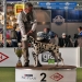 Canadian Club vom Teutoburger Wald (15 Monate) VDH Bundesjugendsieger 2017, Best of Breed (BOB), Best in Group 2 (BIG 2)